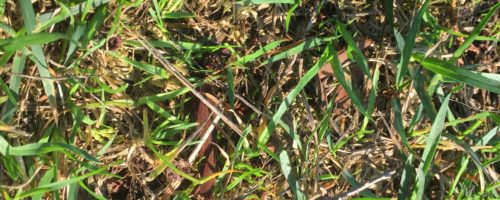 Braydan’s Outdoor Learning