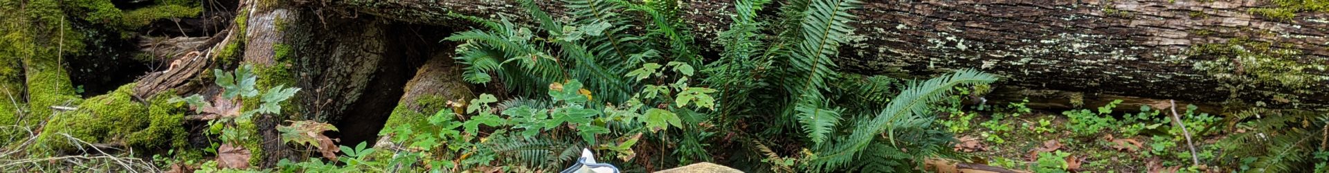 My Outdoor Learning Experience