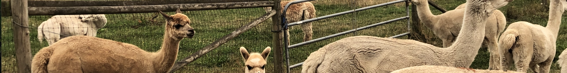 Alpaca Farm