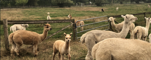 Alpaca Farm